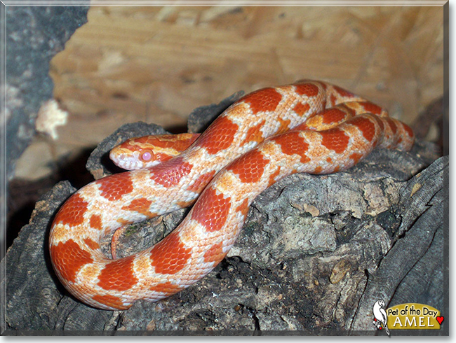 Amel the Cornsnake, the Pet of the Day