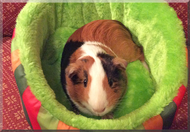 Callie the American Guinea Pig, the Pet of the Day