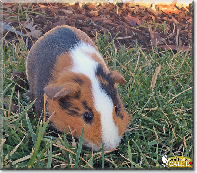Callie the American Guinea Pig, the Pet of the Day
