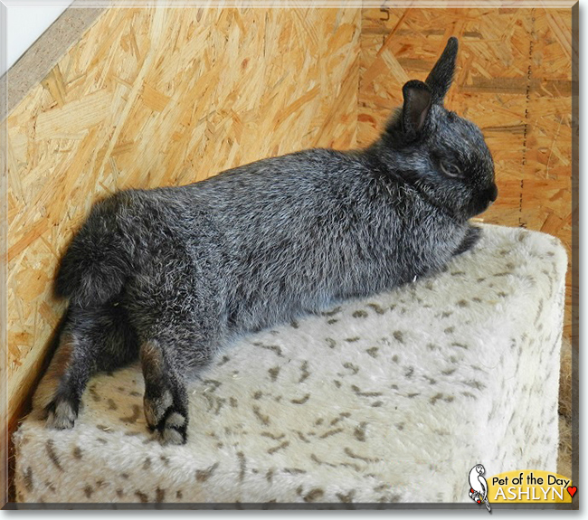 Ashlyn the Dwarf Rabbit, the Pet of the Day
