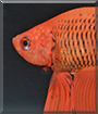 Fuego the Veiltail Betta Fish