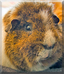 Minsten the Rex Guinea Pig