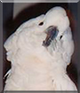 Dakota the Mollucan Cockatoo