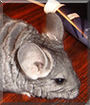 Luna the Chinchilla