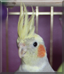Ash the Cockatiel