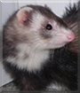 Piper the Sable Ferret