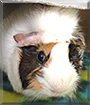 Aeris the Guinea Pig