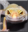 Enigma the Leopard Gecko