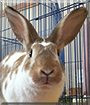 Davy Crockett the English Spot Rabbit