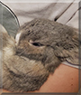 Cassie the Netherland Dwarf Rabbit 