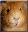 R.J. the Guinea Pig