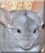 Kasimir the Chinchilla