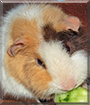 Cupcake the Teddy Guinea Pig