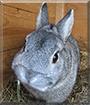 Timmy the Dwarf Rabbit