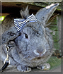 Lucky the Rabbit