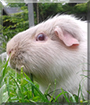 Halo the Guinea Pig