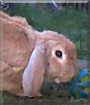 Buckley the Miniature Lop Rabbit