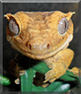 Geronimo the Crested Gecko