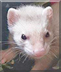 Percy the Ferret
