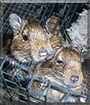 Biscuit and Crispy the Degus