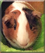 Callie the American Guinea Pig