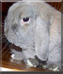 Bob the Holland Lop Rabbit