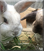 Mopsy and Fluffy the Netherland Dwarf, American Sable mix Rabbits