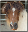 Peppermint Patty the Falabella Pony