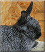 Ashlyn the Dwarf Rabbit