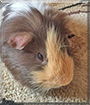 Arnold the Guinea Pig