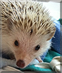 Harry the Hedgehog