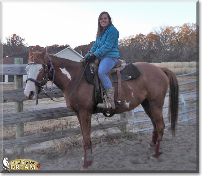 Dream the Paint Horse, the Pet of the Day