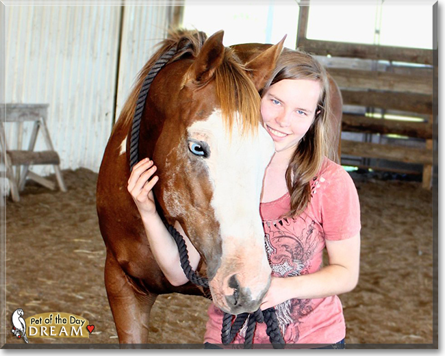 Dream the Paint Horse, the Pet of the Day