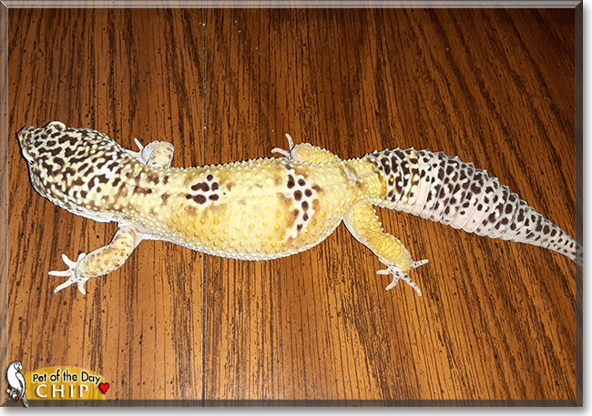 Chip the Leopard Gecko, the Pet of the Day