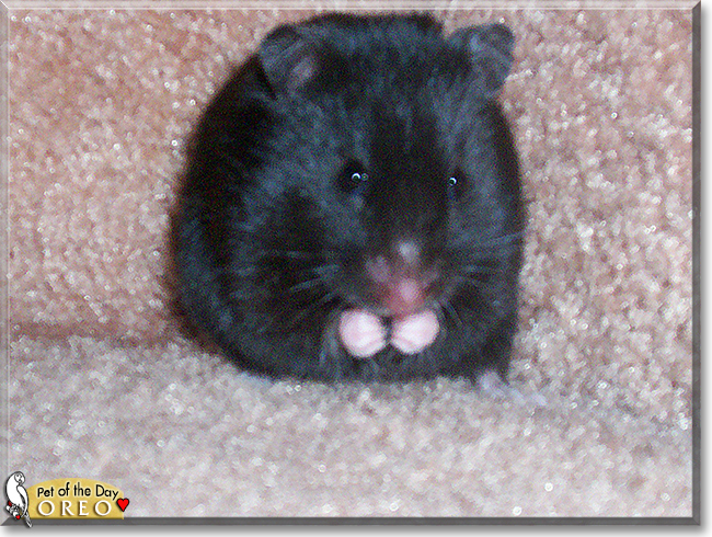 Oreo the Black Bear Hamster, the Pet of the Day
