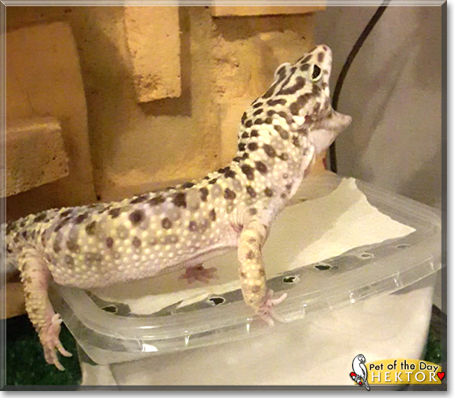 Hektor the Leopard Gecko, the Pet of the Day