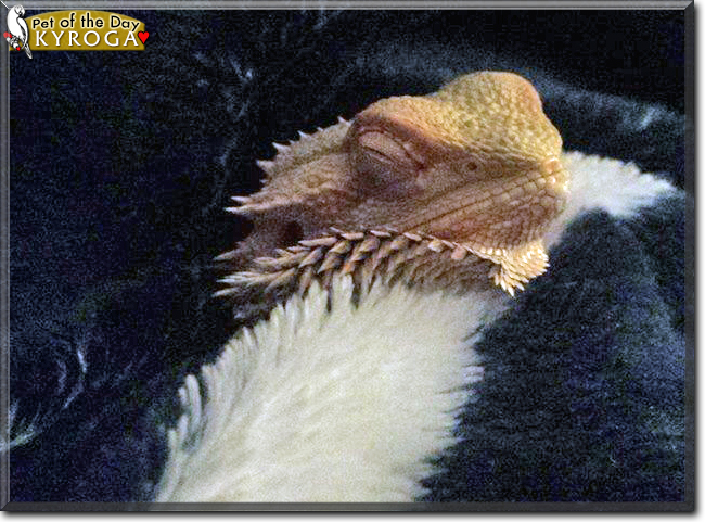 Kyroga the Bearded Dragon, the Pet of the Day