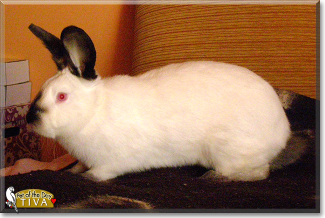Tiva the Californian Rabbit, the Pet of the Day