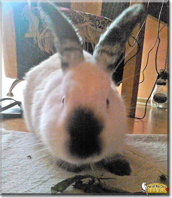Tiva the Californian Rabbit, the Pet of the Day