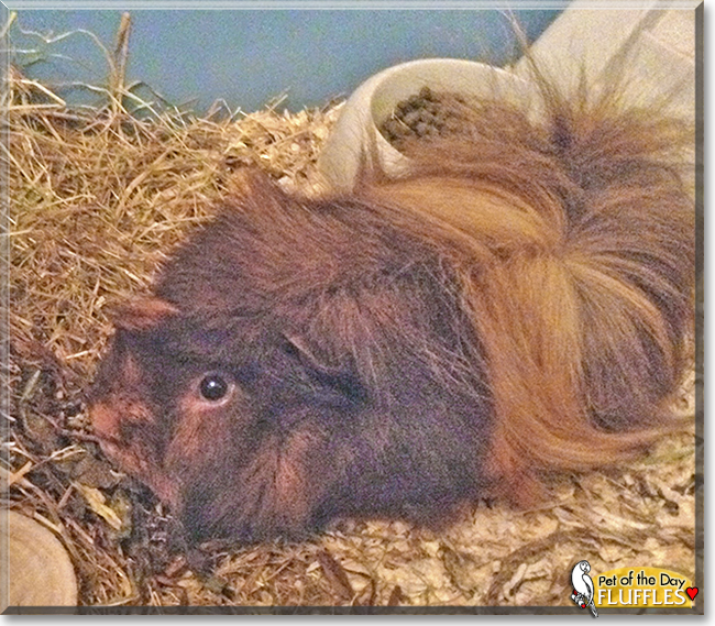 Fluffles the Abyssinian Guinea Pig, the Pet of the Day