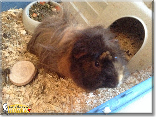 Fluffles the Abyssinian Guinea Pig, the Pet of the Day