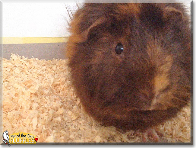 Fluffles the Abyssinian Guinea Pig, the Pet of the Day