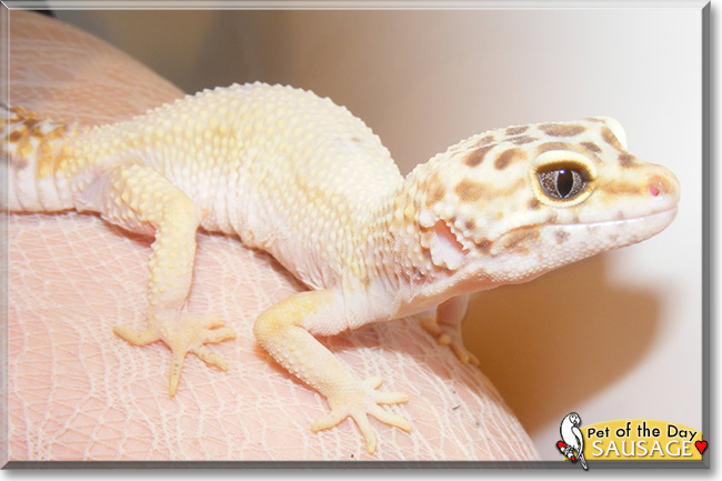 Sausage the Leopard Gecko, the Pet of the Day