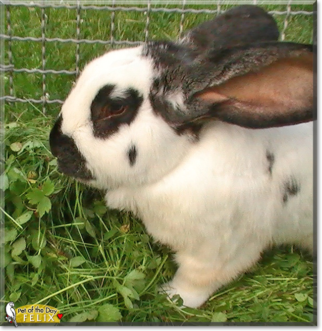 Felix the Rabbit, the Pet of the Day