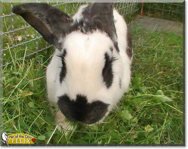 Felix the Rabbit, the Pet of the Day