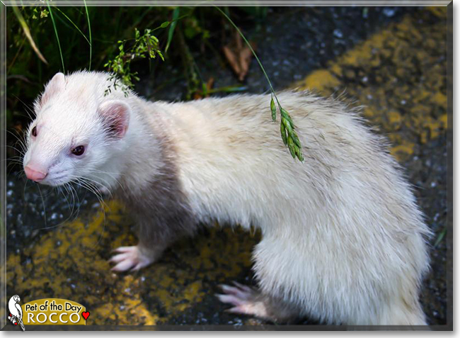 Rocco the Marshall Ferret, the Pet of the Day
