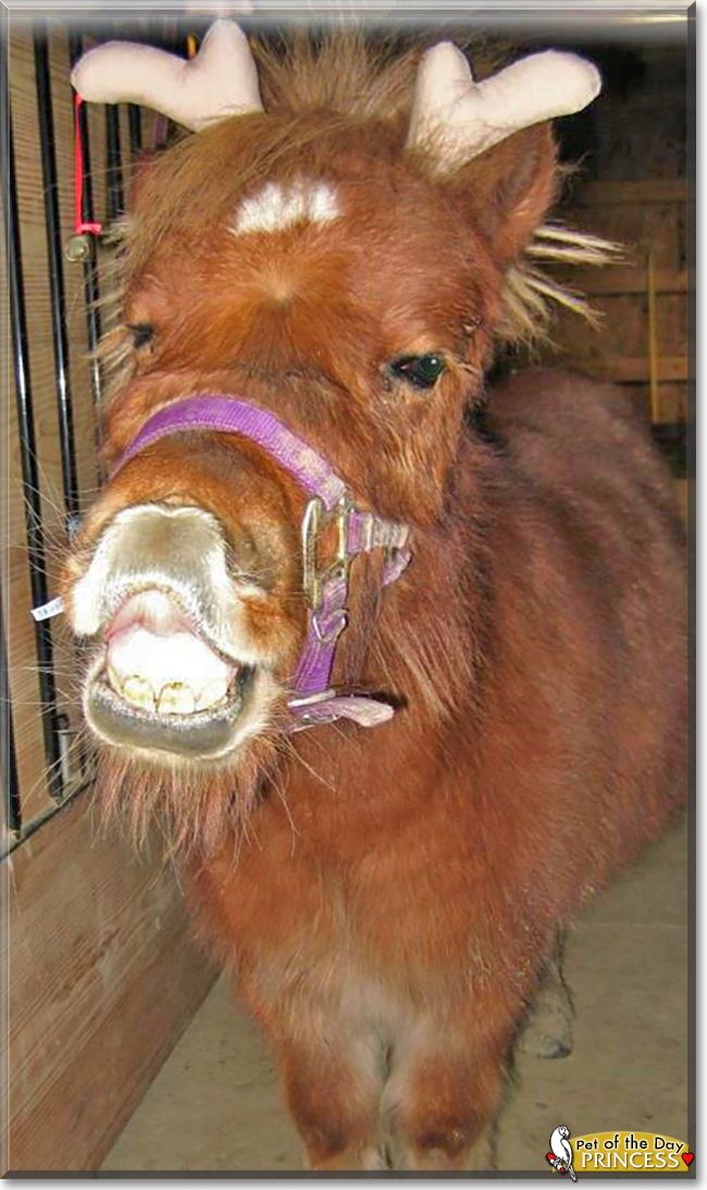 Princess the Miniature Horse, the Pet of the Day
