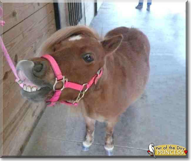 Princess the Miniature Horse, the Pet of the Day