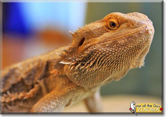 Zenobia the Bearded Dragon, the Pet of the Day