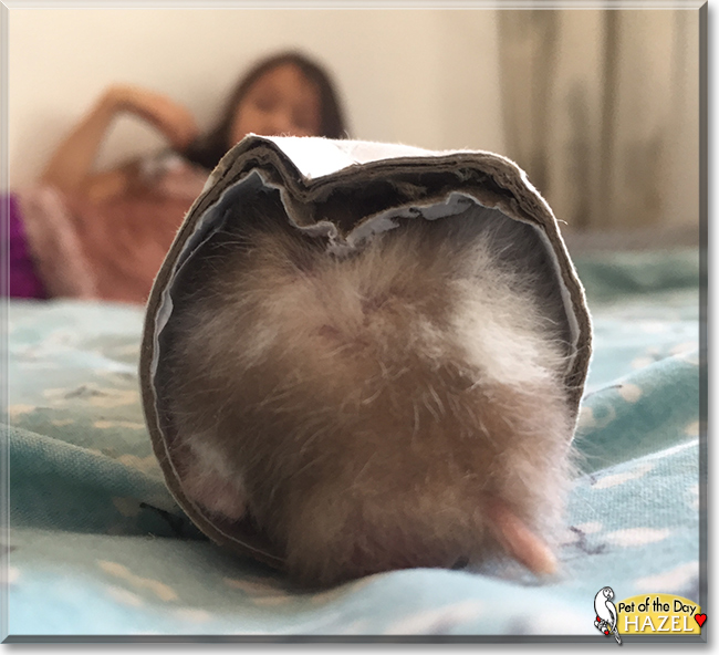 Hazel the Syrian Hamster, the Pet of the Day